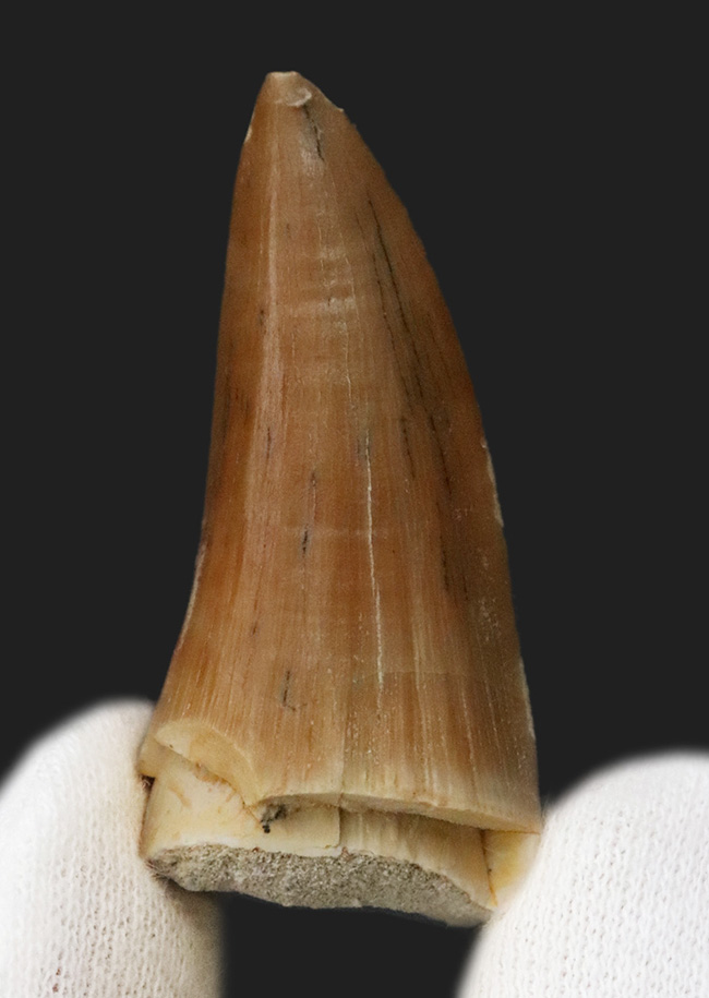 ジェムのような保存状態を維持した、極めて美しい、モササウルス