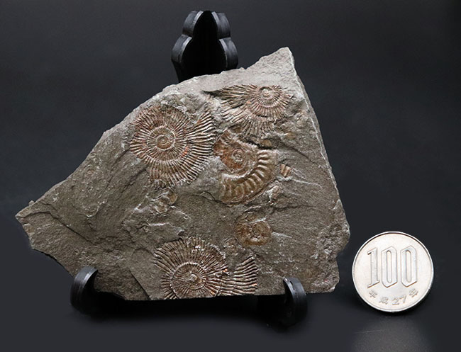 世界的化石産地、ホルツマーデン産の”黒ジュラ”アンモナイト