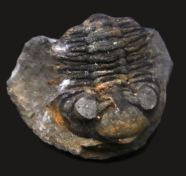 三葉虫 化石 fossil ボリビア産 trilobite 南アメリカ化石郡⑤ 美術品