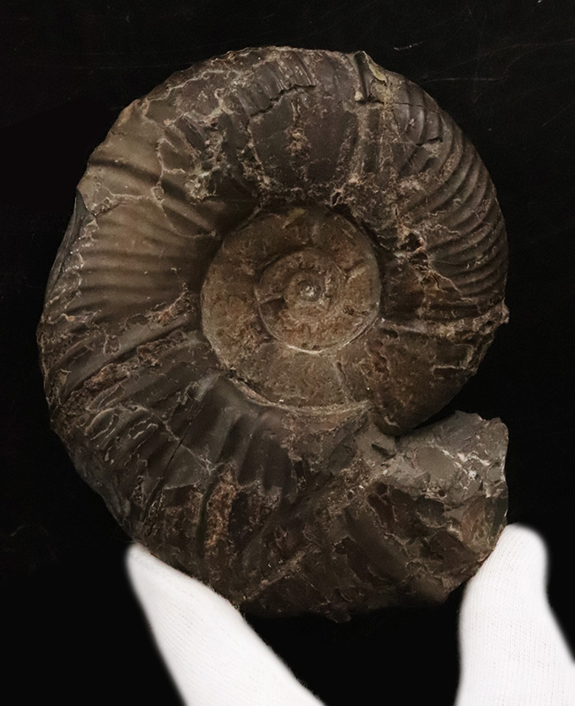 最外殻が保存、良形！北海道の白亜紀の地層から採集されたメソプゾシア