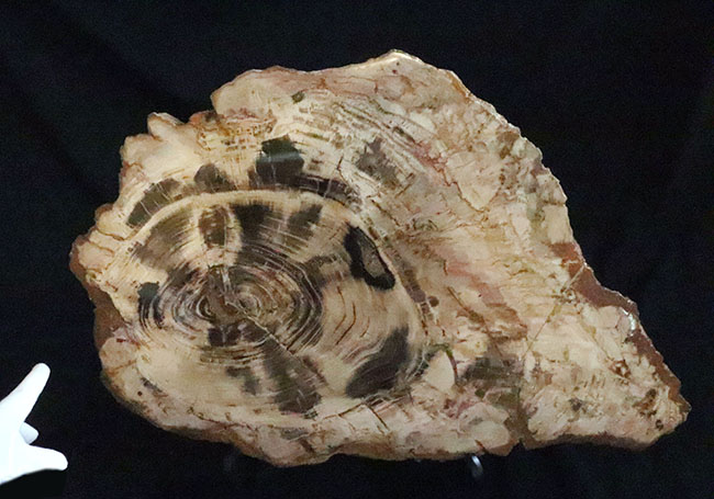 木化石 ブラジル産 30Kg弱くらい 珪化木 受け渡しも可能です 木化石