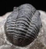 モロッコ産のデボン紀の三葉虫、ゲラストス（Gerastos） 三葉虫 販売