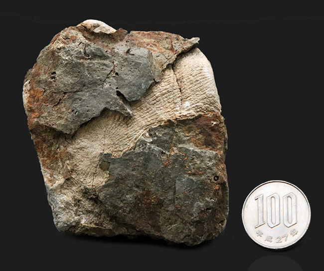 鑑賞石 天然石 ハチノスサンゴ化石 デボン紀 唐木台付 C R5967