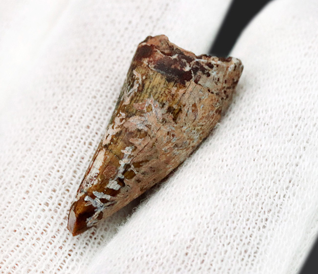 化石 コエロフィシス 歯 [DS394] 恐竜 希少 レア 化石 コエロフィシス