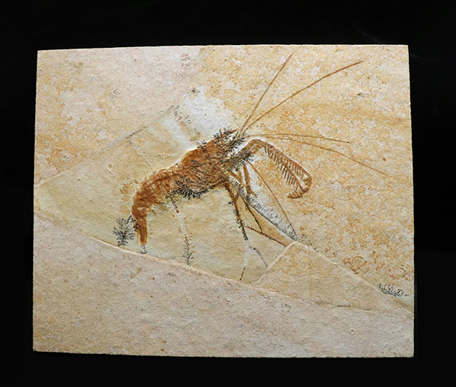 ビッグサイズ＆レア！約1億5500万年前の地層から発見された、世界