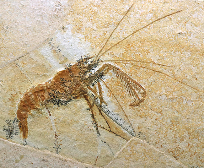 ビッグサイズ＆レア！約1億5500万年前の地層から発見された、世界