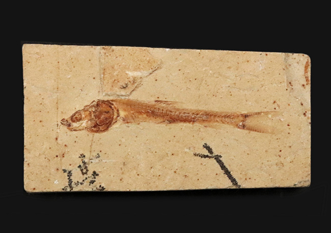 美味だったかも？ 約1億1000万年前の絶滅古代魚、ダスティルベの全身