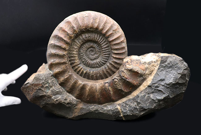 ザ・化石！母岩との一体感にご注目、母岩含め40センチ弱、ほぼ10