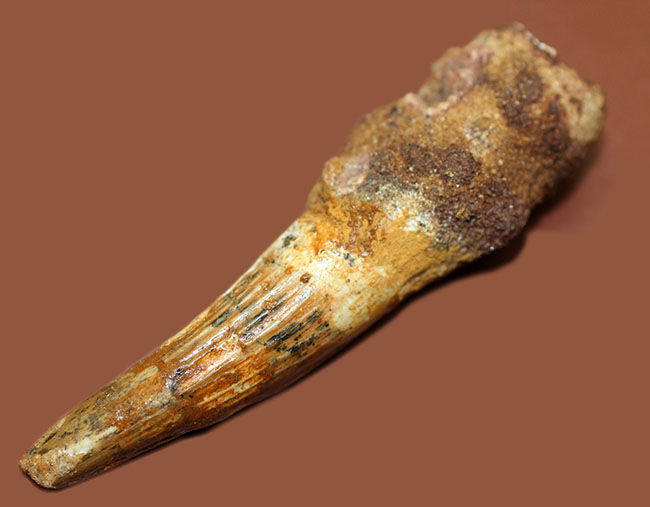 スピノサウルスの歯 86mm 恐竜 No.1155 白亜紀、北アフリカの覇者