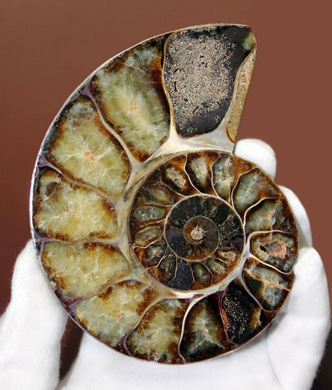 コレクションはもちろん、お子様の自由研究にも。10センチ超え