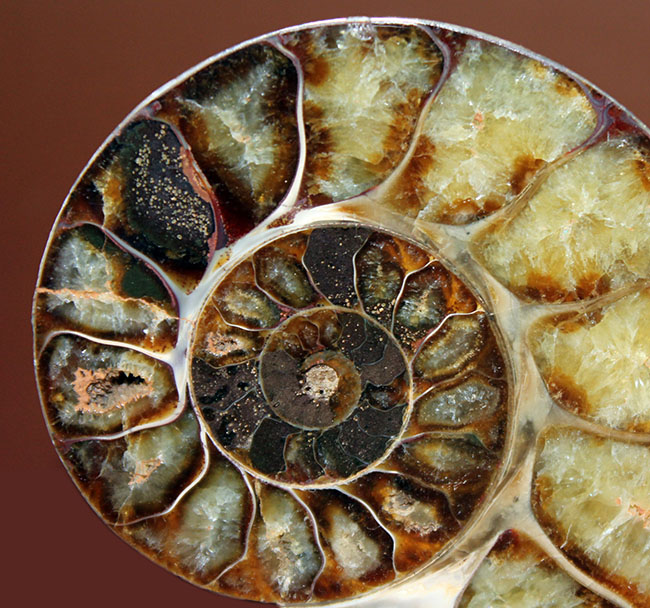 北海道 大きなアンモナイト 化石 / ポケモン 夏休み 自由研究 恐竜