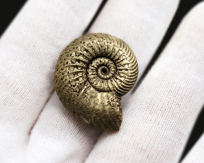 べストクオリティ！ロシア産の黄鉄鉱化アンモナイト、クエンステッド