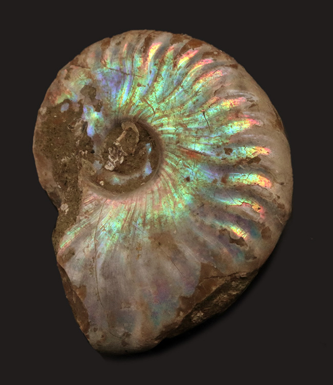 レインボーカラーを呈する希少品！七色の遊色を持つ、約1億年前の