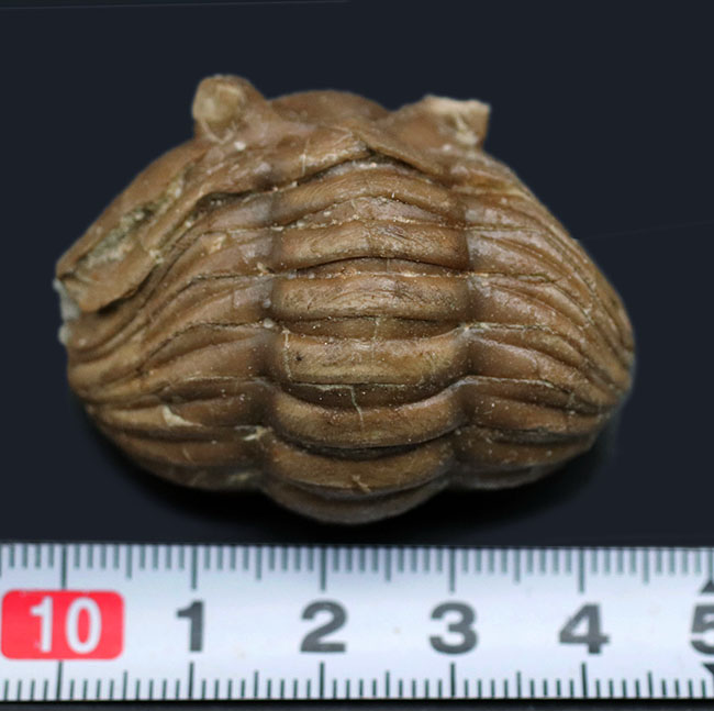 化石 三葉虫 ロシア産 防御姿勢 エンロール 美麗標本 人気のパックマン