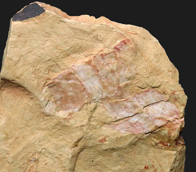 2007年初記載の超レア化石 Guangweicaris spinatus 化石