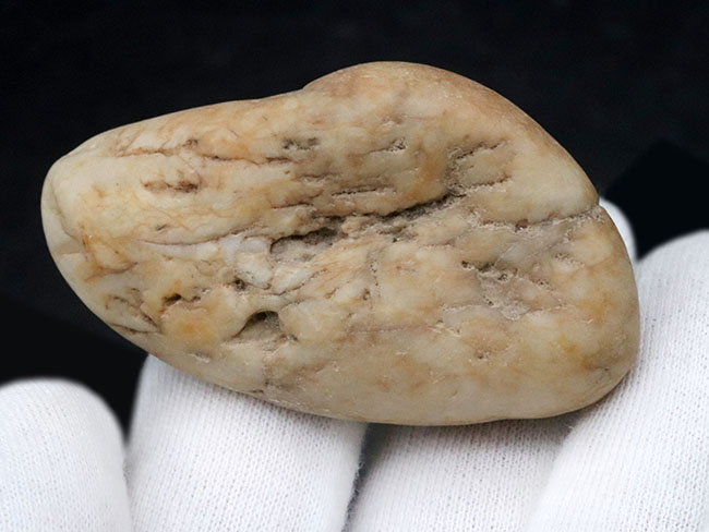 変わり種アイテム！米国ユタ州産ジュラ紀の恐竜の胃石（Gastrolith