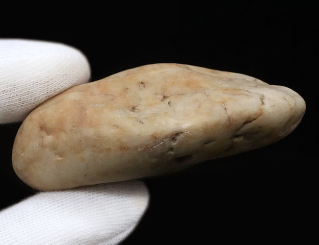 変わり種アイテム！米国ユタ州産ジュラ紀の恐竜の胃石（Gastrolith