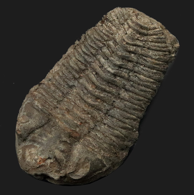 三葉虫 化石 fossil ボリビア trilobite 海生動物 三葉虫識別⑧ 三葉虫