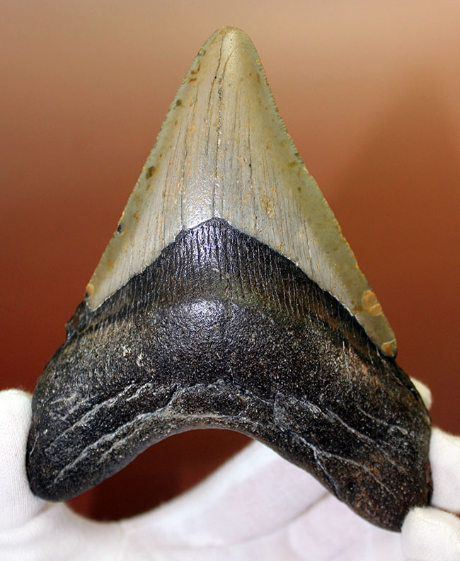 古代の海の支配者、絶滅古代鮫、メガロドンの歯化石 海のモンスター 販売