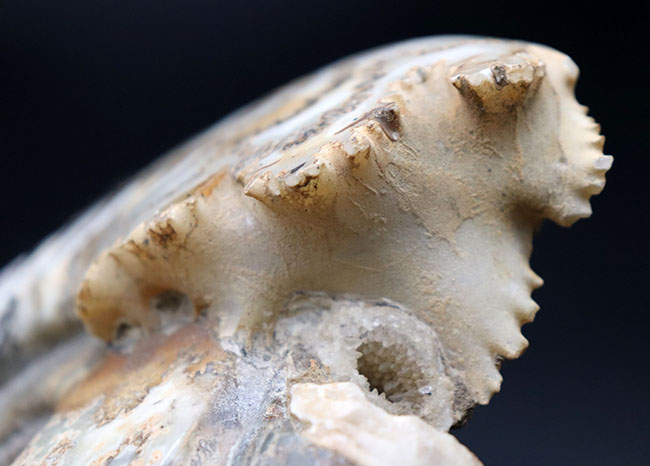 特徴的な縫合線模様は必見！ドイツ産ジュラ紀の大きなアンモナイト