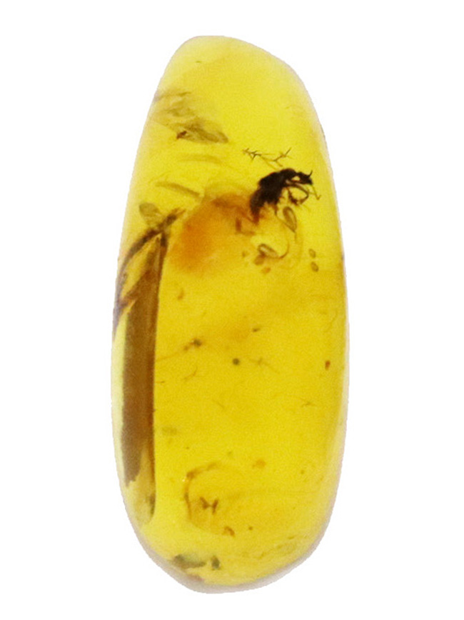 レア極上品TT0010虫入り琥珀化石ミャンマーカムティかタナイ産9900万年前