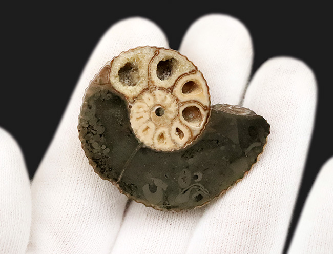 米国サウスダコタ州産、白亜紀最末期に生きたアンモナイトの一つ、ホ