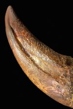 デルタドロメウス、化石の通販・販売｜厳選した本物のデルタドロメウス