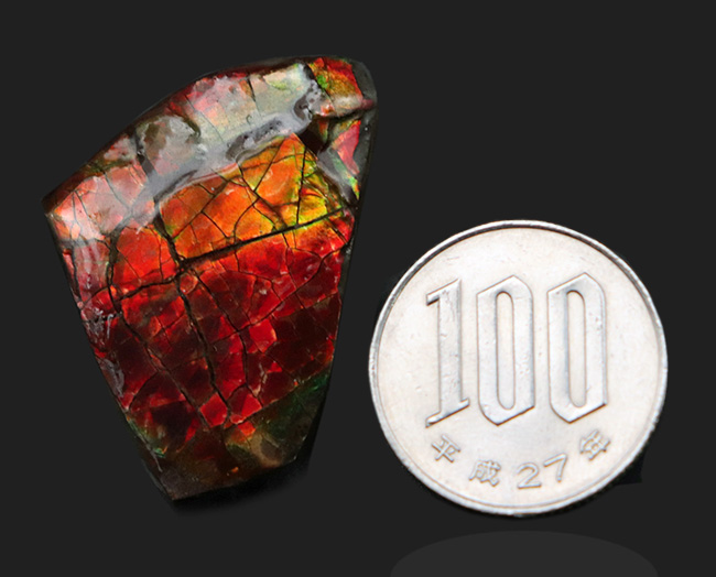 燃えるような赤、橙を呈する、カナダ・アルバータ州産の宝石