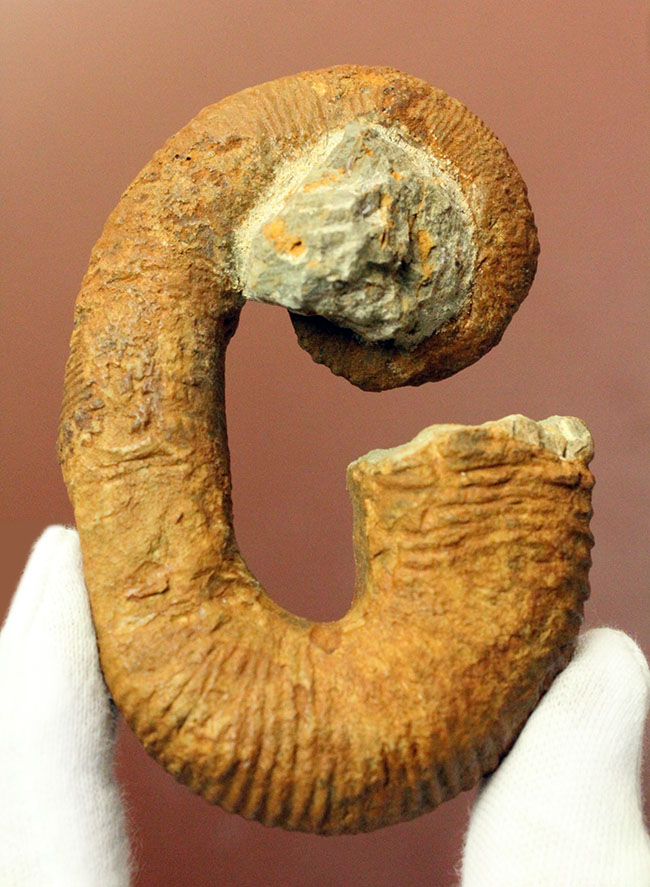 限定値下げ中】博物館級 異常巻 アンモナイト 7化石密集 アイノセラス