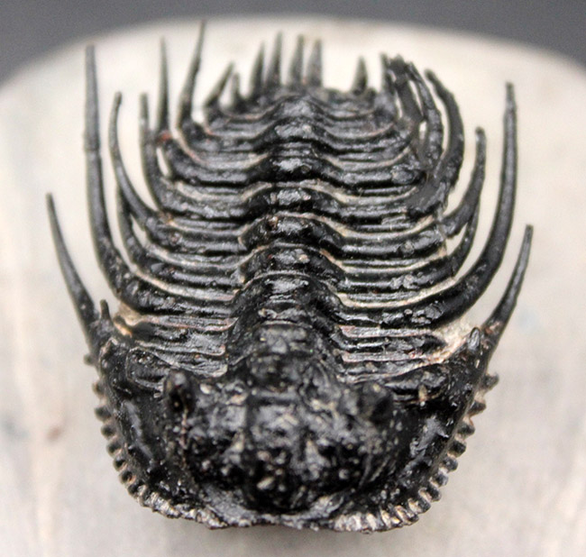 極めて上質！希少人気種、三葉虫レオナスピス（Leonaspis sp.）の高