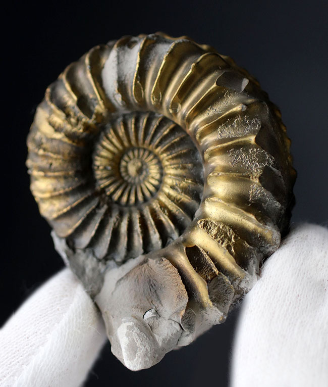 ドイツ産、ジュラ紀の黄鉄鉱化されたアンモナイト、プレユーロセラス