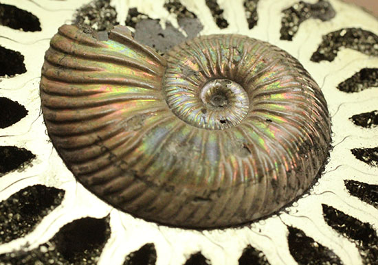 トップ アンモナイト [AM356] クエンステッドトセラス アンモナイト