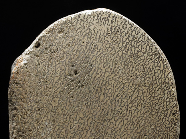 およそ200年前に恐竜という新分野の発見のきっかけになった