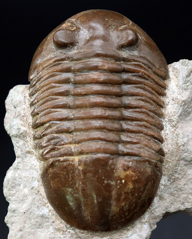 三葉虫 化石 fossil ボリビア産 trilobite 南アメリカ化石郡⑤ 美術品