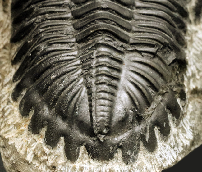 保存状態良好！古生代デボン紀の三葉虫、メタカンティナ（Metacanthina