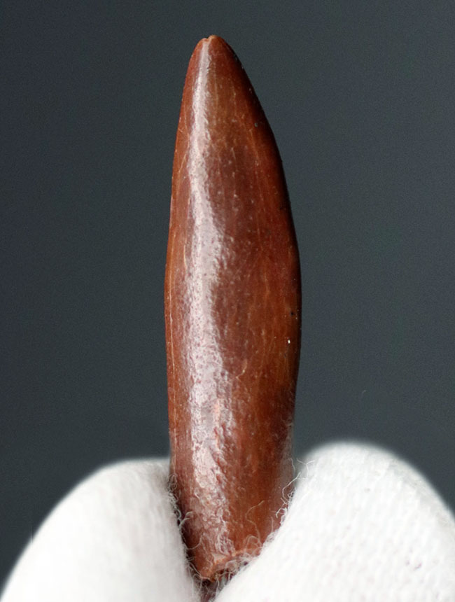 翼竜 コロボリンクスの歯 [PT19] 化石