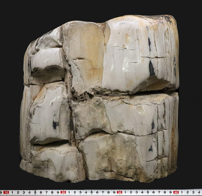 最長部27センチ超え、メガサイズ！インドネシア産の巨大な珪化木