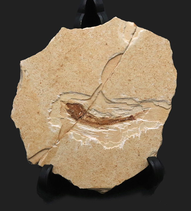 アート作品のような味わい！ブラジル北東部の白亜紀前期の地層から発見