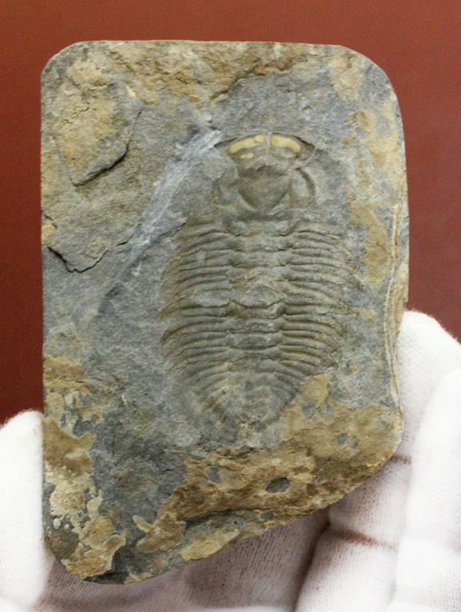 極めてレア、珍しい三葉虫、アタバスキア・ビツゥス（Athabaskia