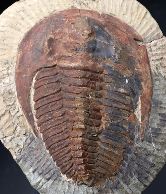 三葉虫 化石 古代 三葉虫 化石（Trilobite Fossil)（学名 ： Phacoida