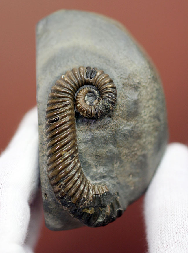 異常巻きアンモナイト化石 希少品 マダガスカル産 異常巻き