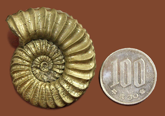 ラージサイズ、1億9千万年前のドイツの地層から採集された黄鉄鉱化