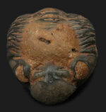 三葉虫 ファコプス（Phacops speculator）の販売 ｜ 化石販売の化石セブン