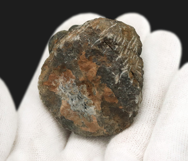 モロッコ・アルニフのデボン紀地層から発見された三葉虫、ファコプス