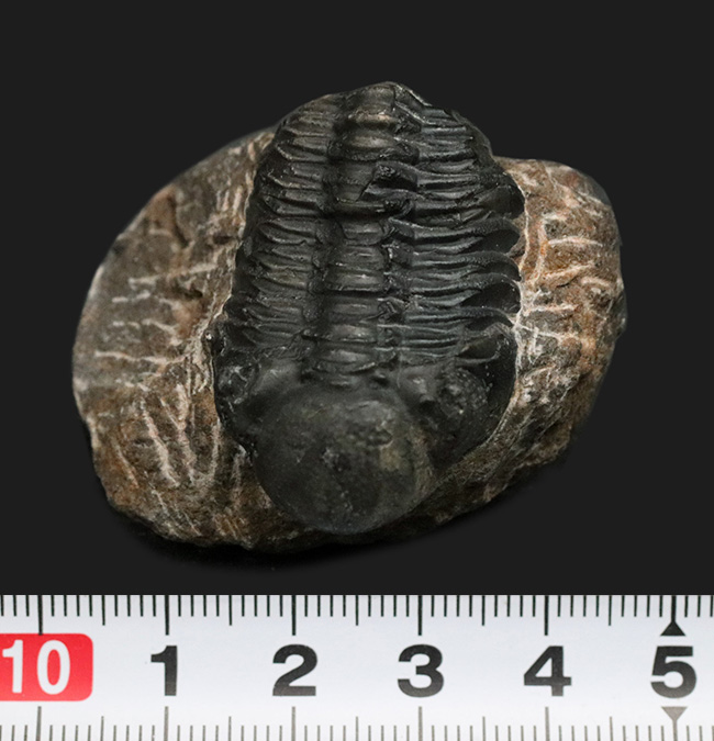 モロッコ・アルニフのデボン紀地層から発見された三葉虫、ファコプス