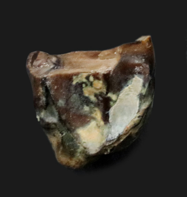 恐竜 化石 [DS293] アンキロサウルス 希少 レア