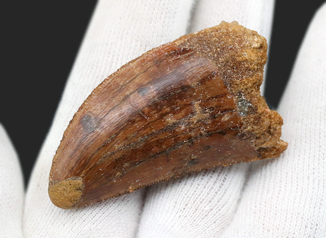 ナイフのごとく切れ味抜群だったであろう、北アフリカの白亜紀の王者