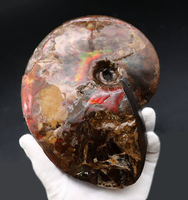 極めて希少な完全体！カナダ・ロッキー山脈東側斜面でのみ産するアンモ