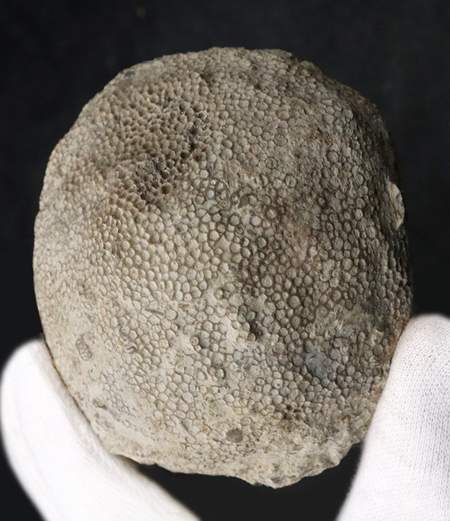 蜂の巣サンゴの化石