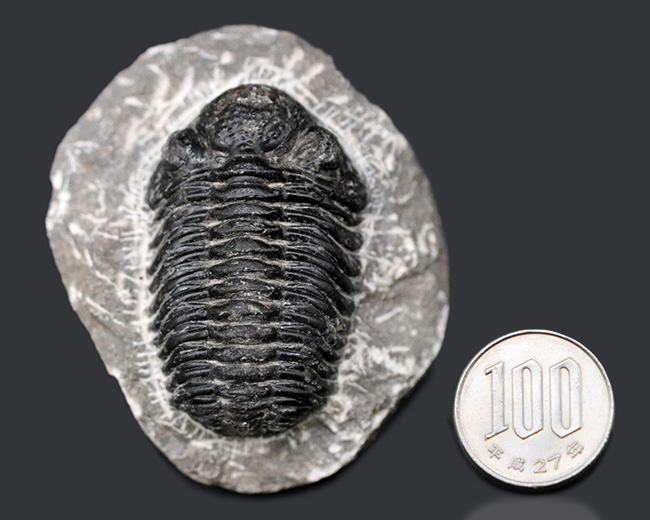 典型的！モロッコ産の三葉虫、ファコプスの化石/古生代デボン紀（4億